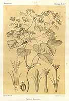  no thumbnail available