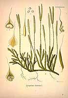  no thumbnail available