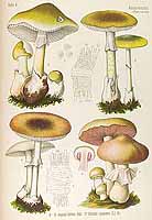  no thumbnail available