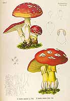  no thumbnail available