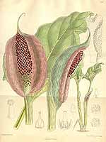  no thumbnail available