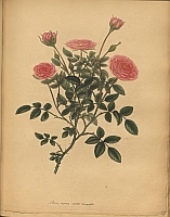  no thumbnail available