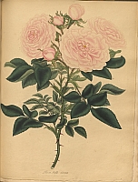  no thumbnail available