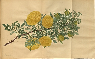  no thumbnail available