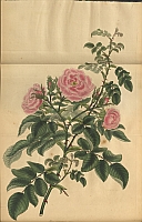  no thumbnail available