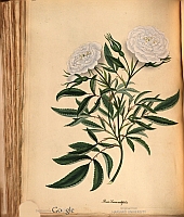  no thumbnail available