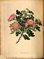  no thumbnail available