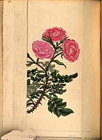  no thumbnail available