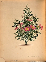  no thumbnail available