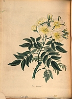  no thumbnail available