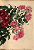  no thumbnail available