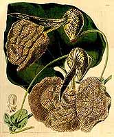  no thumbnail available