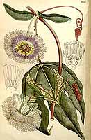  no thumbnail available