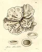  no thumbnail available