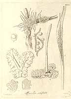  no thumbnail available