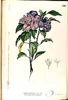  no thumbnail available