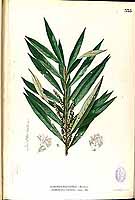  no thumbnail available