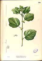  no thumbnail available