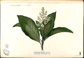  no thumbnail available