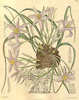  no thumbnail available