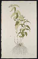  no thumbnail available