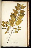  no thumbnail available