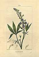  no thumbnail available