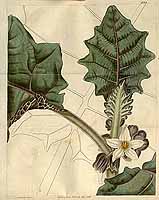  no thumbnail available