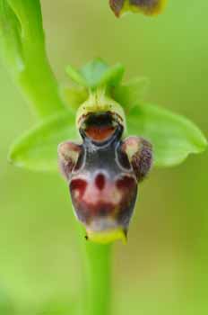 1332383939 flore des alpes maritimes vol ophrys 1332383939 flore des alpes maritimes vol ophrys